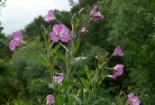 Great Willow-herb
