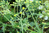 Heath Groundsel