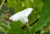 Hedge Bindweed