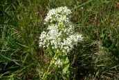 Hoary Cress