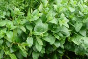 Lemon Balm