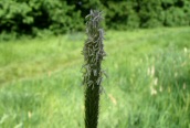 Meadow Foxtail