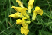 Meadow Vetchling