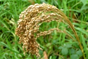 Millet