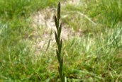 Perennial Rye-grass