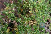 Petty Spurge
