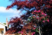 Red Oak