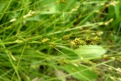 Remote Sedge