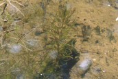 Rigid Hornwort 