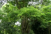 Robinia