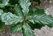 Sessile Oak