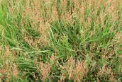 Sheep's Sorrel