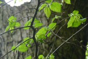 Small-leaved Elm