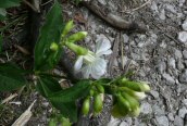 Soapwort