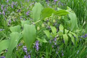 Hybrid Solomon's Seal