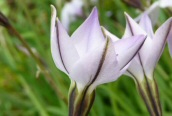 Spring Starflower