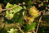 Turkey Oak