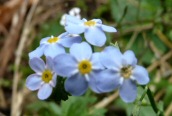 Water Forget-me-not