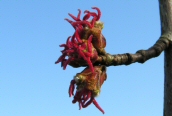 Wych Elm