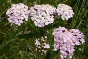 Yarrow