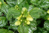 Yellow Archangel