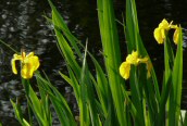 Yellow Iris