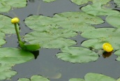 Yellow Water-lily