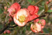 Chinese Quince