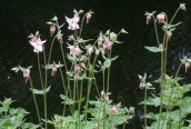 Columbine