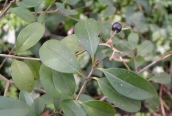 Common Privet
