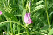 Common Vetch