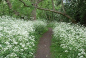 Cow Parsley