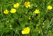 Creeping Buttercup