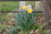 Hybrid Daffodil