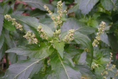 Dog's Mercury