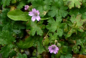 Dove's-foot Cranesbill