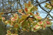 Elm sp.