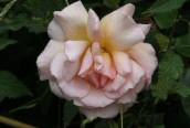 Garden Rose
