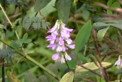Goat's Rue