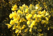 Gorse