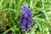 Grape Hyacinth