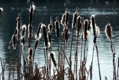 Great Reedmace