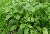 Green Alkanet