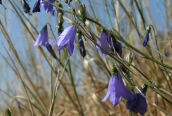Harebell