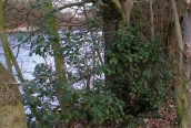 Holm Oak