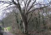 Hornbeam