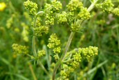 Lady's Bedstraw