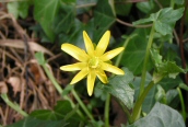 Lesser Celandine