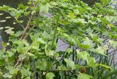 London Plane