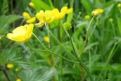 Meadow Buttercup